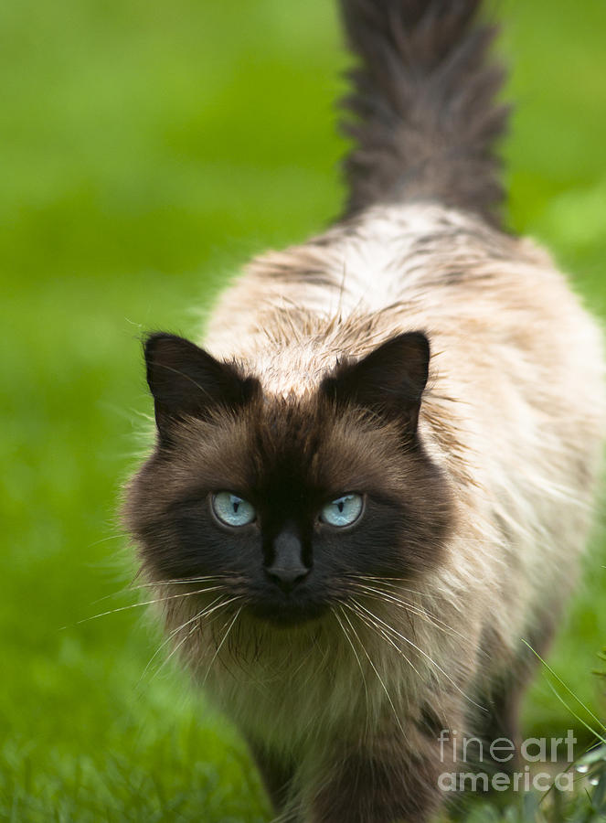 Ragdoll cat Photograph by Andrew  Michael