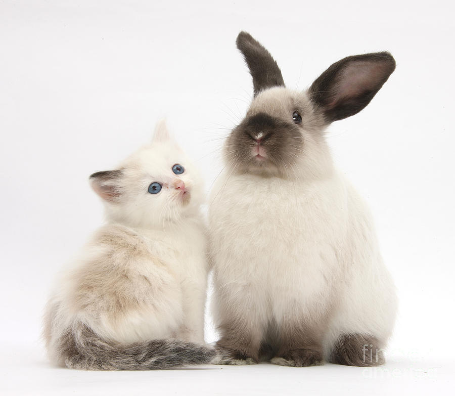 Ragdoll-cross Kitten And Young Photograph by Mark Taylor