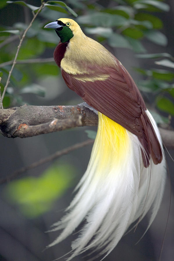 Raggiana Bird-of-Paradise  Photograph by Cyril Ruoso