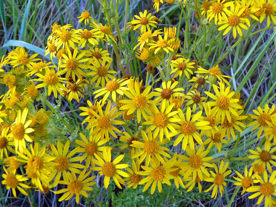 Ragwort - Tansy Photograph by Pamela Patch