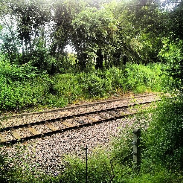 Tree Photograph - #railwaylines #railway #railtrack by Little Images