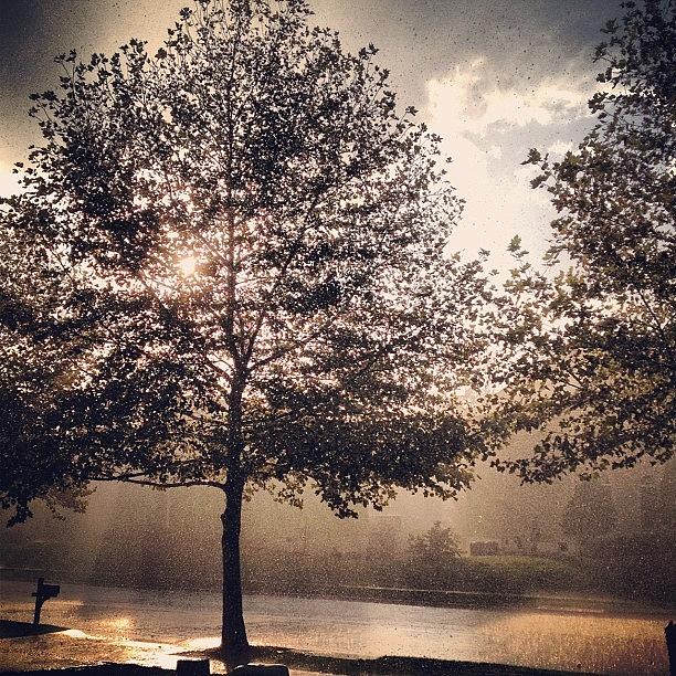 Tree Photograph - Rain And Sun☀☔☁🌈 #sun #rain by Kaitlin Stanton