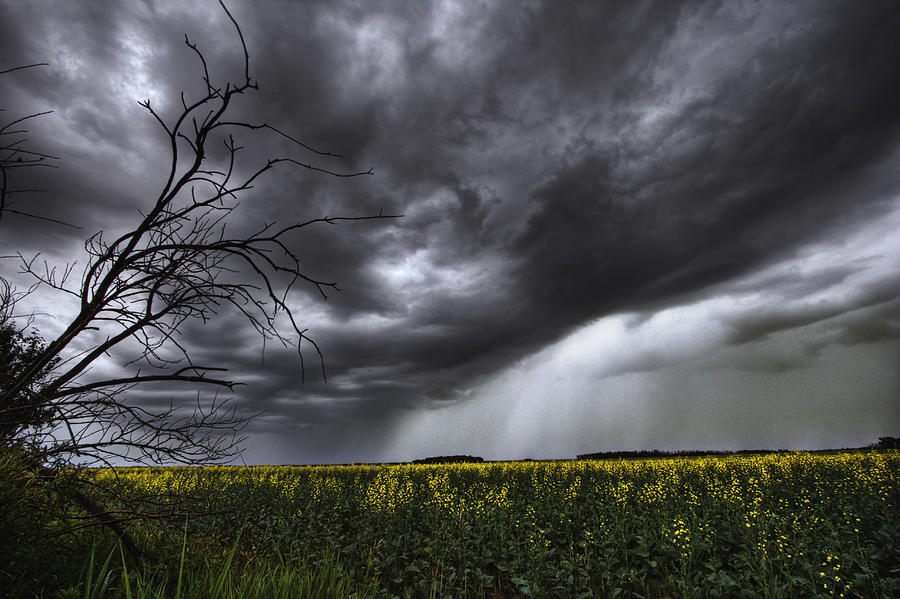 Rain And Thunderstorm Over A Canola Photograph by Dan Jurak