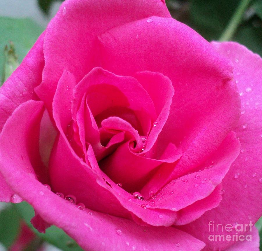 Rain Beaded Pink Rose Photograph by Padre Art