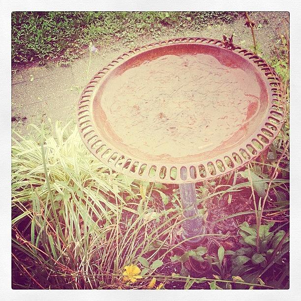 Flower Photograph - #rain #birdbath #rust #flowers by A Loving