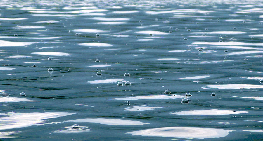 Rain Bubbles  Photograph by Cathie Douglas