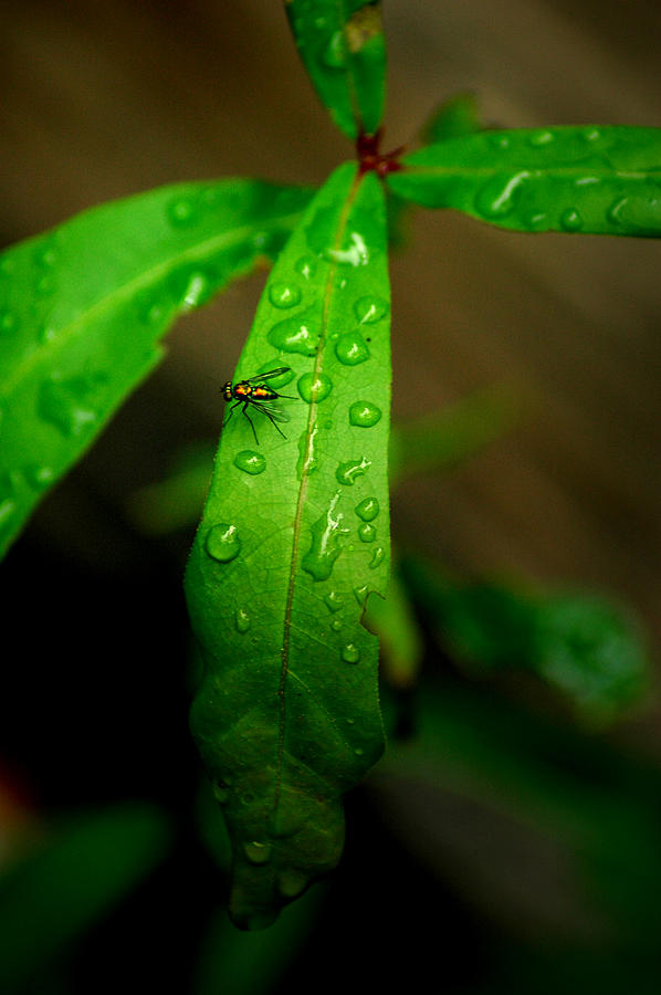 Nature Photograph - Rain by David Weeks