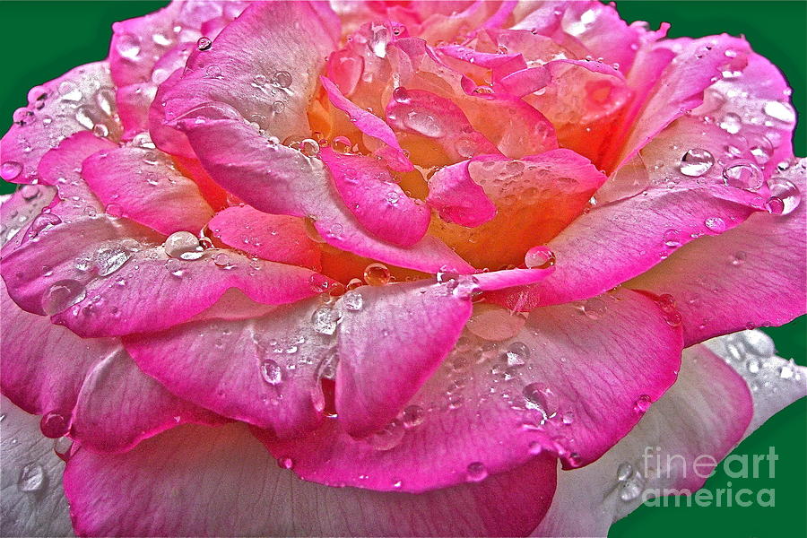 Nature Photograph - Rain Drenched Rose by Byron Varvarigos