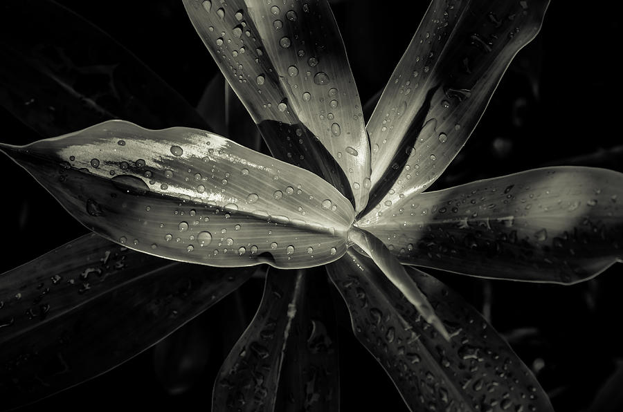 Nature Photograph - Rain Drop Leaves by Daniel Marcion