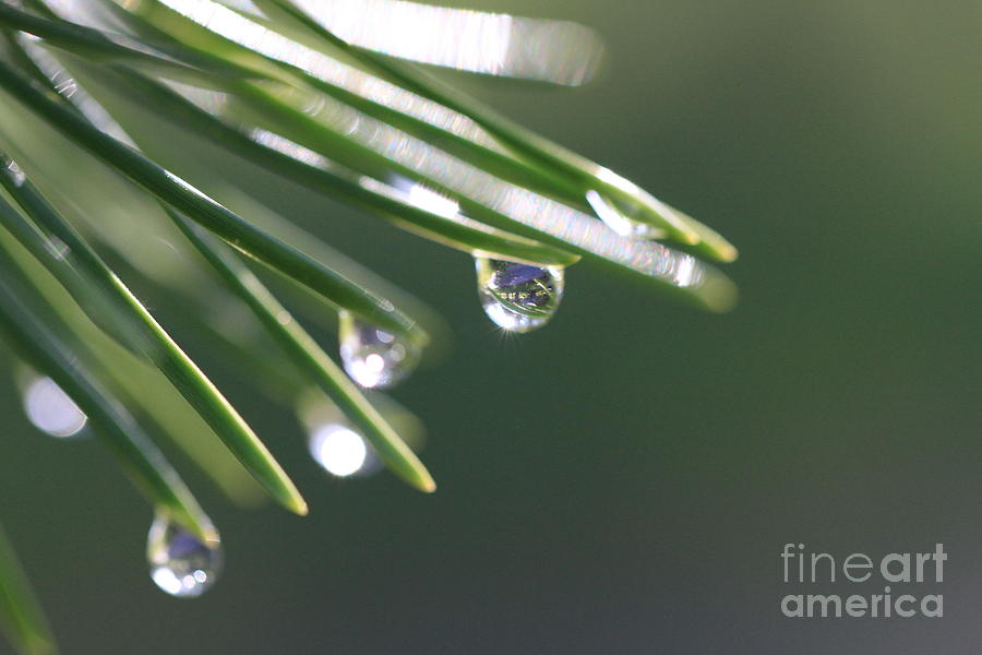 Rain Drop Reflection Photograph by Edward R Wisell