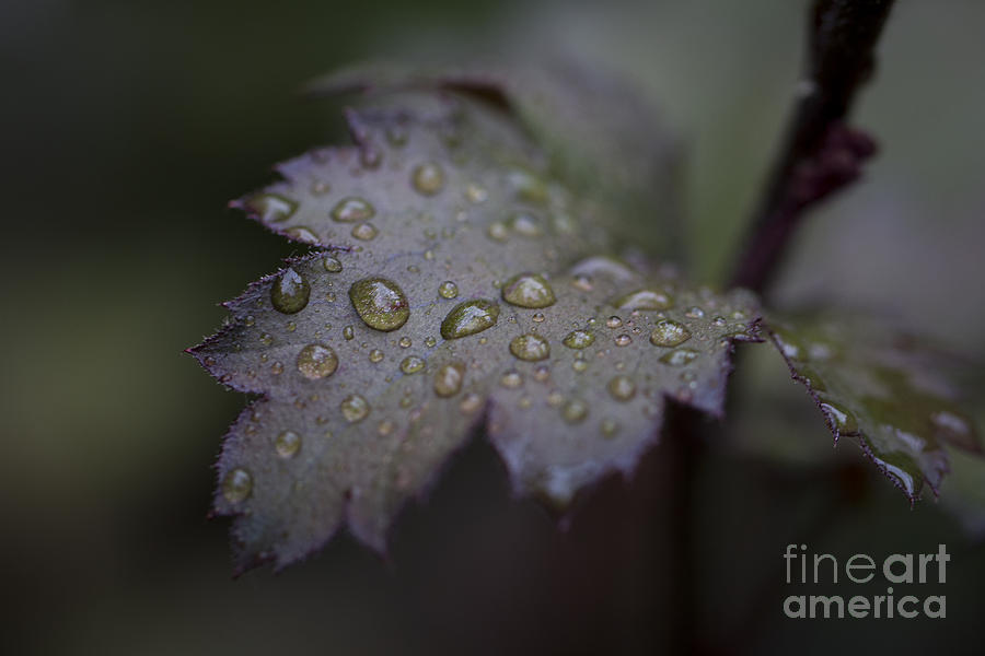 Rain Drops. Photograph by Clare Bambers
