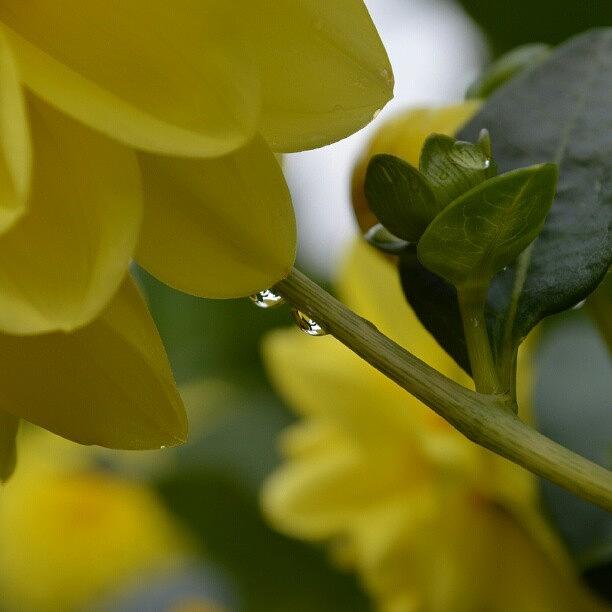 Flowers Still Life Photograph - Rain Drops Hiding Out by Austin Engel