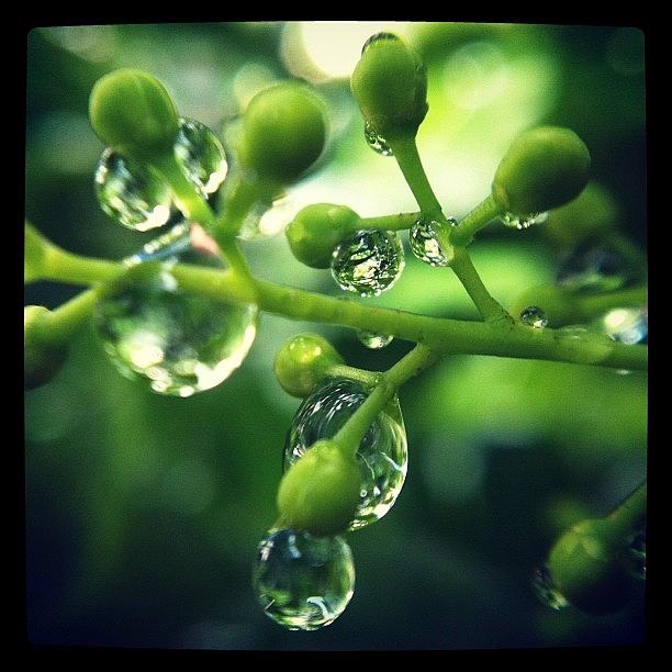 Nature Photograph - Rain Drops In Green by Zachary Voo