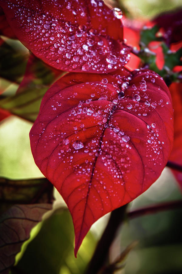 Rain Drops On Red Leaves Photograph