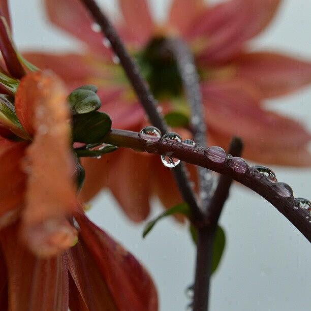 Flowers Still Life Photograph - Rain Everywhere  #flower by Austin Engel