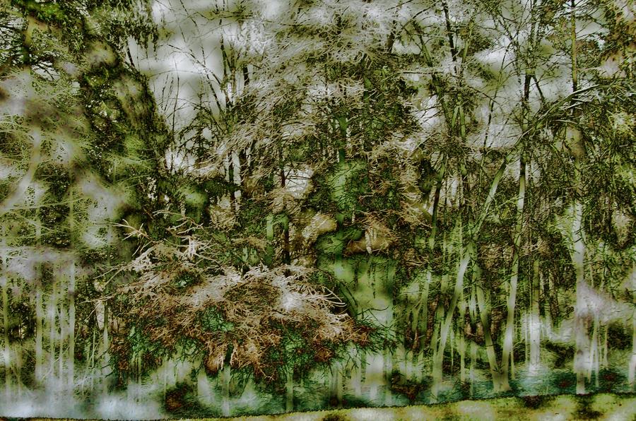 Rain Forest Photograph by Barbara S Nickerson - Fine Art America