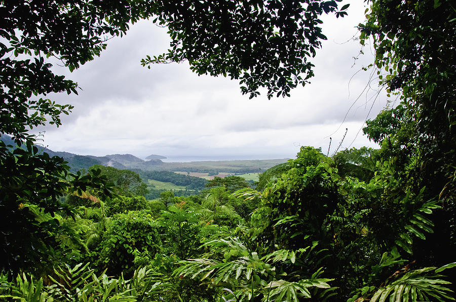 Rain Forest Coral Sea View Photograph by Harry Strharsky