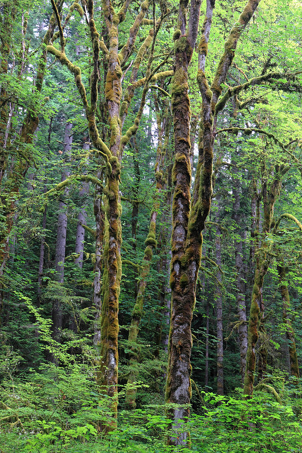 Rain Forest of Olympic National park Photograph by Pierre Leclerc Photography
