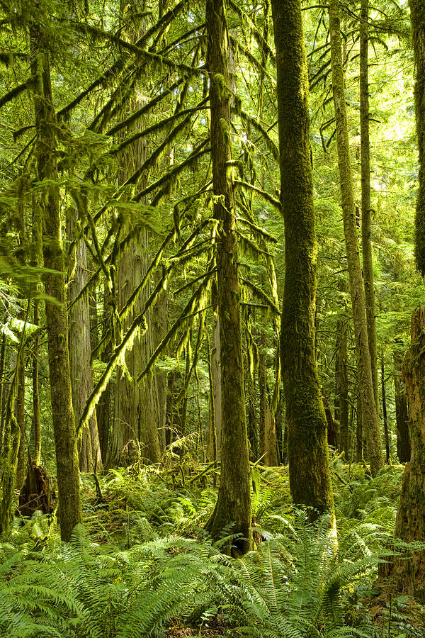Rain Forest on Vancouver Island Photograph by Randall Nyhof - Fine Art ...