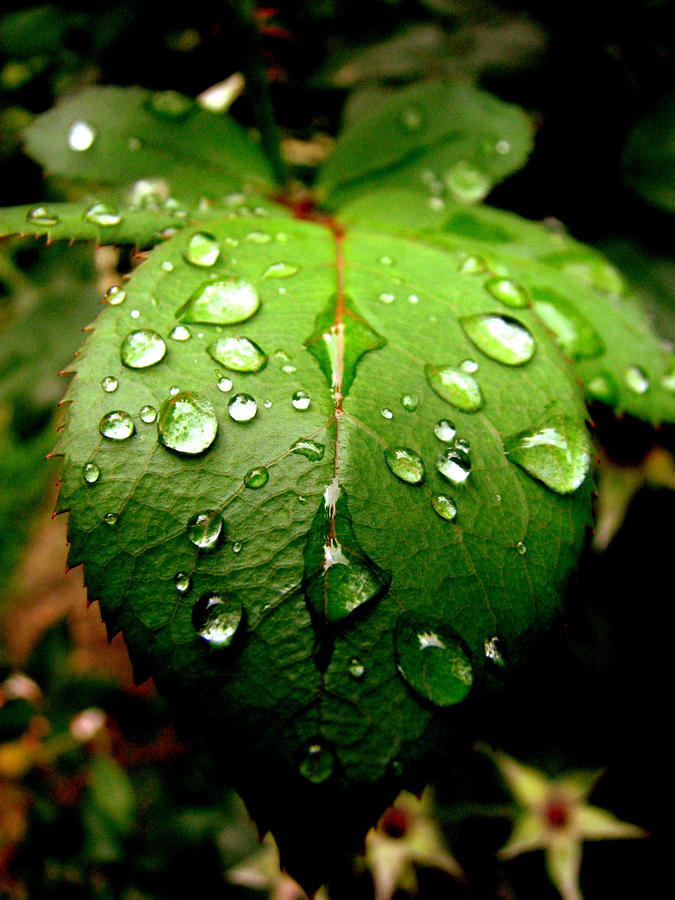 Rain from Above Photograph by Sheree Boyd - Pixels