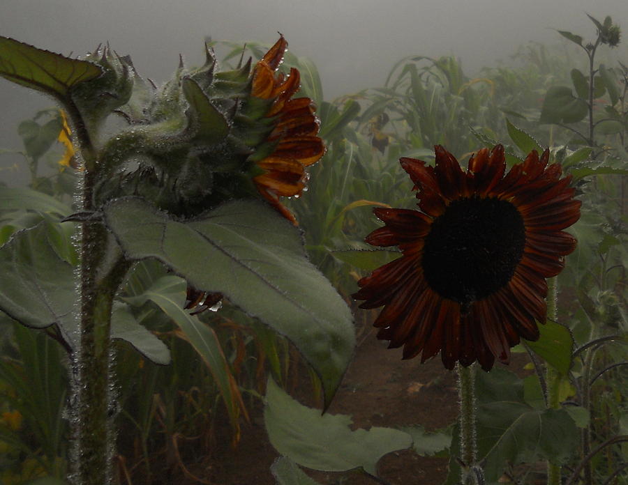 Rain In The Sunflower Garden Photograph by Diannah Lynch