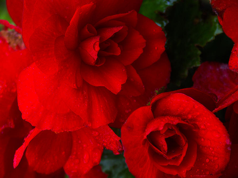 Rain Kissed Roses Photograph by John and Julie Black