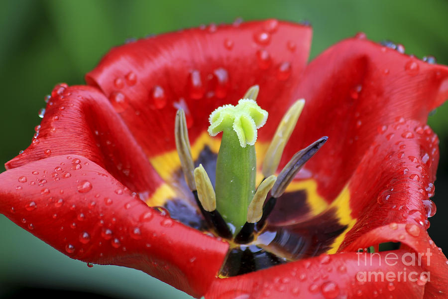Rain Kissed Tulip 2 Photograph by Teresa Zieba