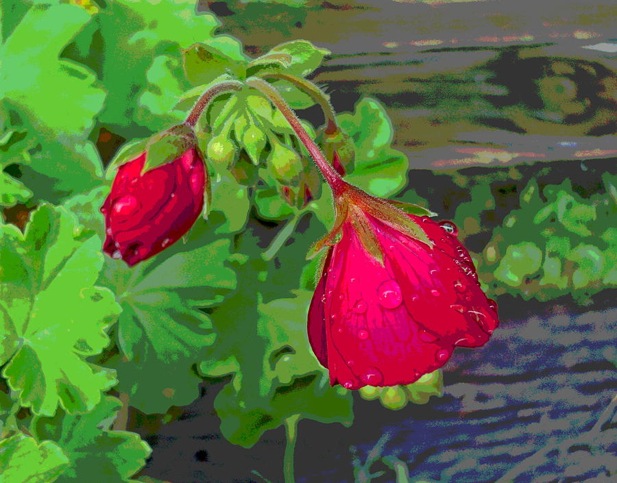 Rain on Geranium Buds Photograph by Padre Art