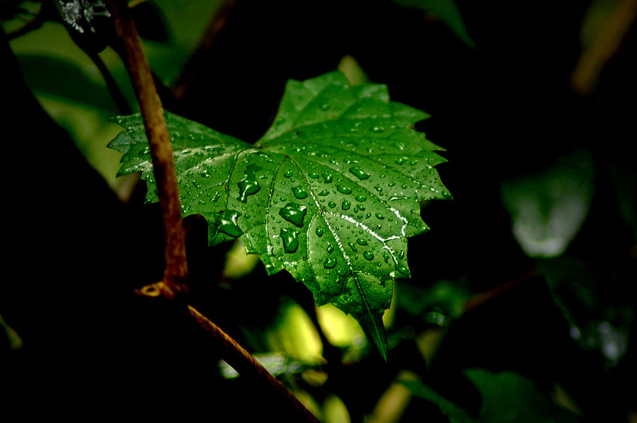 Rain On Ivy Photograph by David Weeks