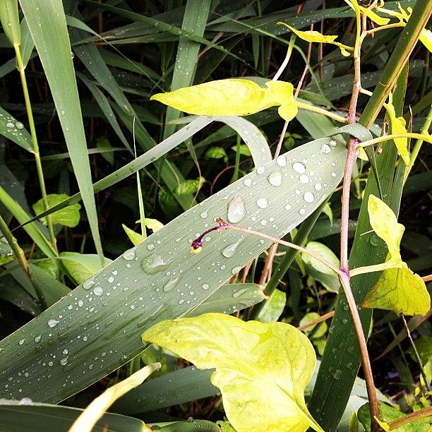 Leaf Photograph - Rain On Leaf by Rachel Williams