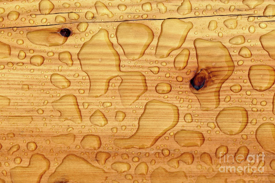 Rain On Wood Photograph by Charles Lupica