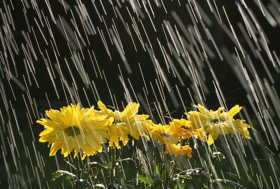 Rain On Yellow Daisies Photograph by Natural Selection Craig Tuttle
