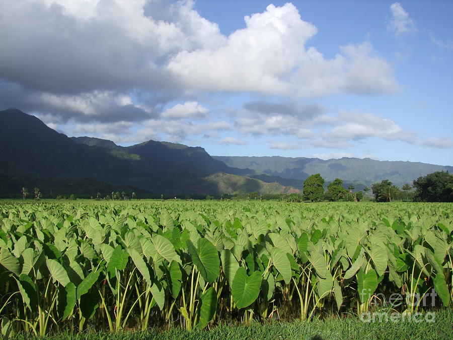 Rain Over a Hanalei Taro Field Photograph by Mary Deal