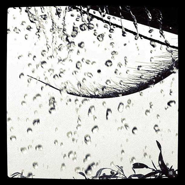 Tree Photograph - #rain #raindrops #drops #droplets by Kirk Roberts