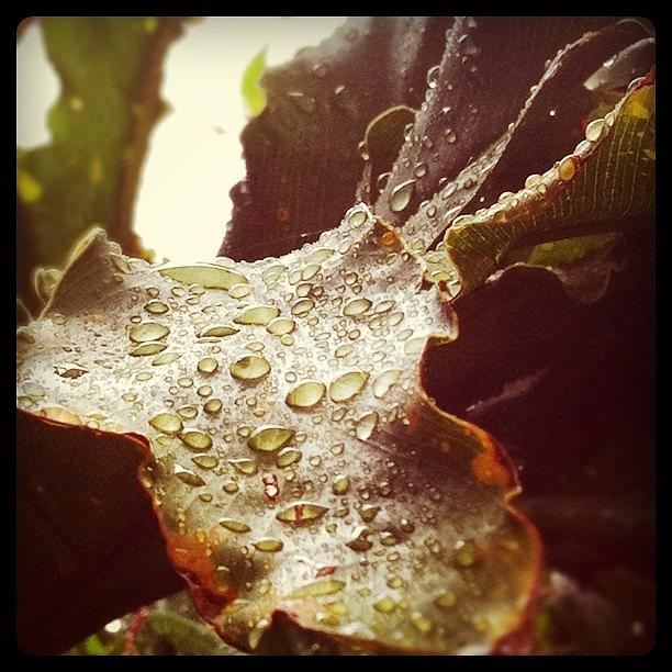 Westernaustralia Photograph - #rain #raindrops #drops #droplets #leaf by Kirk Roberts