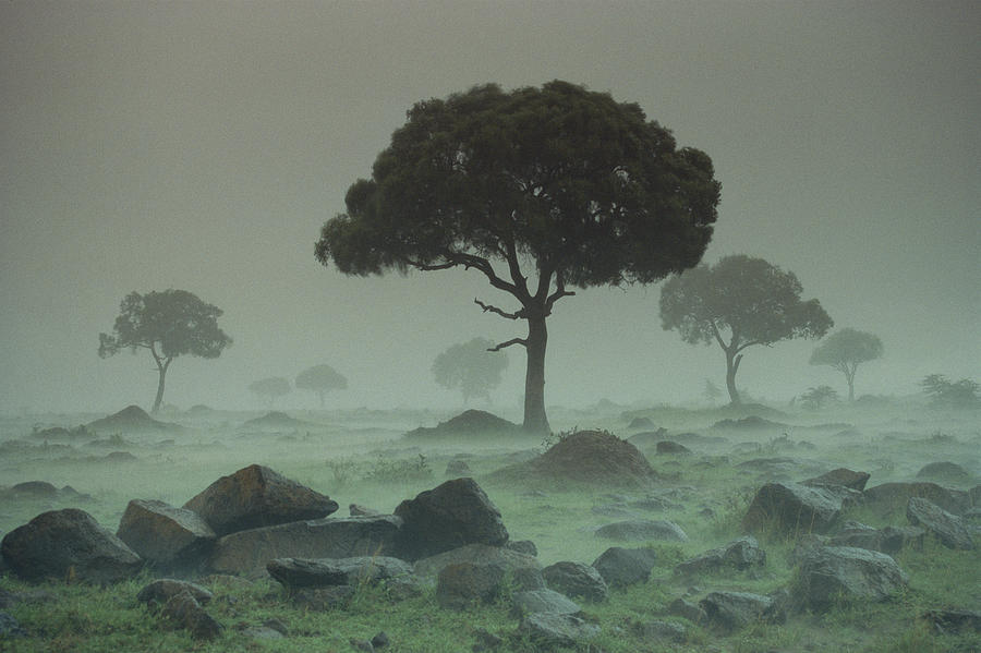 Rain Storm On The Serengeti Plains Kenya Photograph by Tim Fitzharris