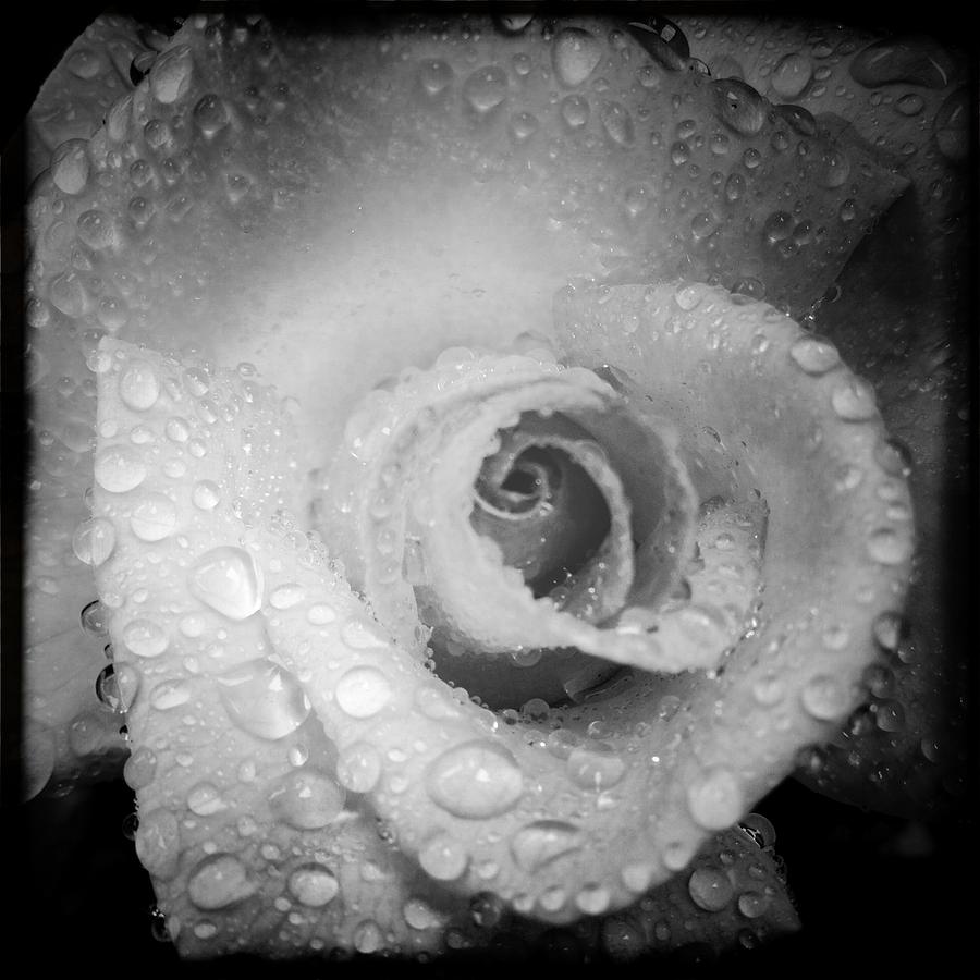 Rain Tears Photograph by Dahiana Herrera