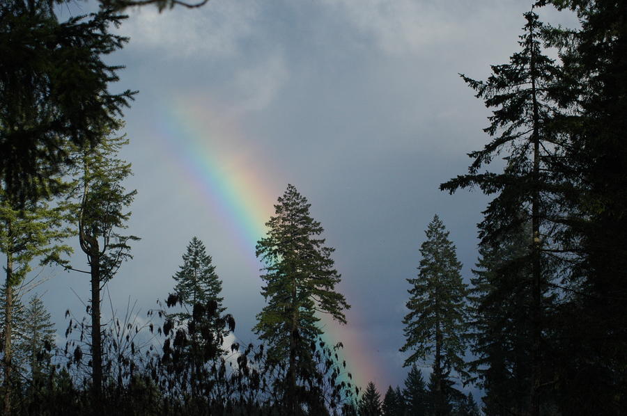 Rainbow and Trees Photograph by Wanda Jesfield
