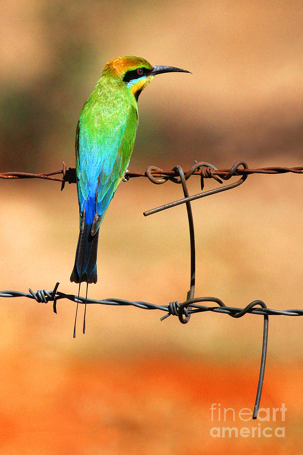 Rainbow Bee-eater Photograph by Brian Gunter