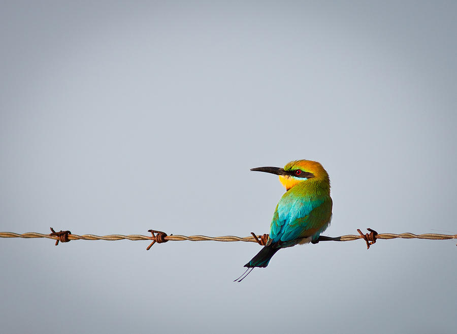 Nature Photograph - Rainbow bee-eater perched on wire by Johan Larson