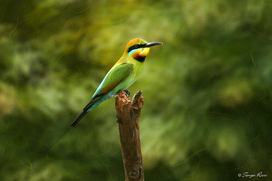 Rainbow Bee-eater Photograph by Tanya Rossi