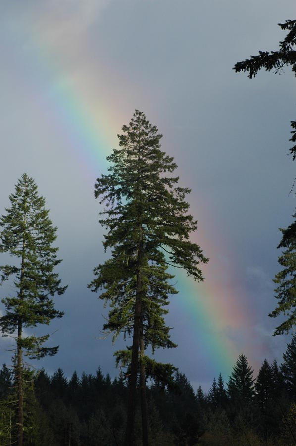 Rainbow Behind Tree Photograph by Wanda Jesfield