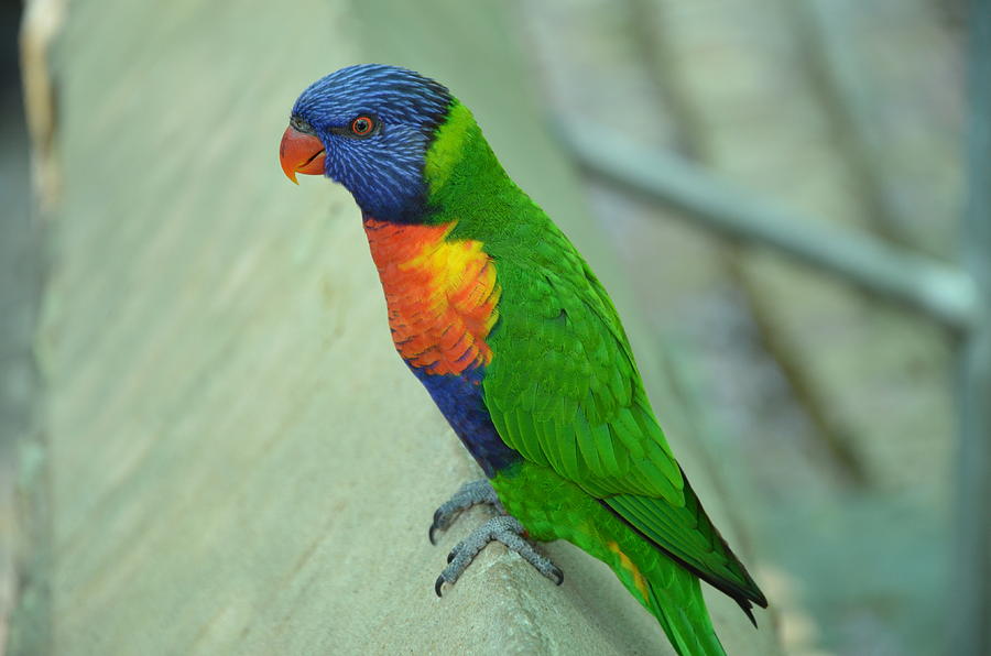 Rainbow Bird Photograph by Kathy Lewis