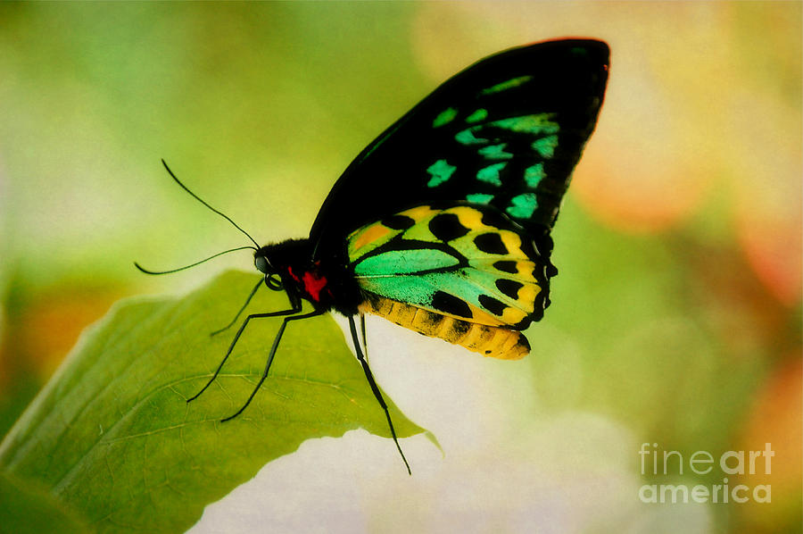Rainbow Butterfly Macro Photograph by Peggy Franz