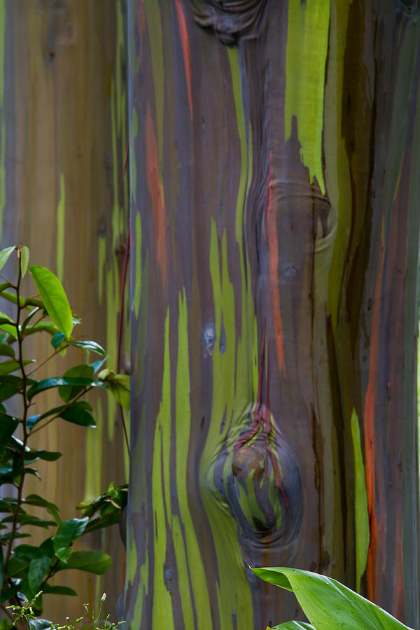 Rainbow Eucalyptus   Photograph by Roger Mullenhour