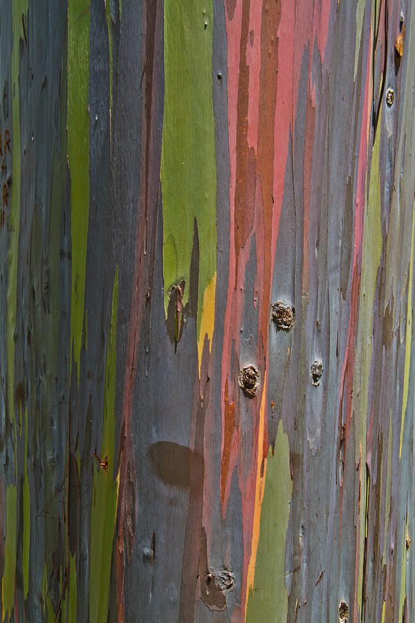 Rainbow Eucalyptus  Abstract Photograph by Roger Mullenhour