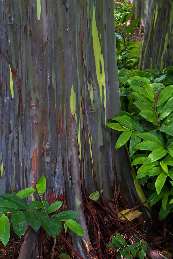 Rainbow Eucalyptus Forest Photograph by Roger Mullenhour