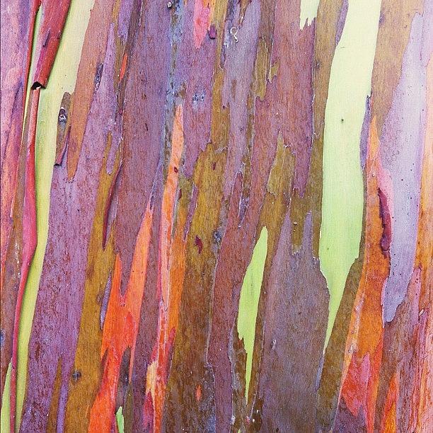 Rainbow Eucalyptus Tree #hawaii #oahu Photograph by Sarah Dawson - Fine ...