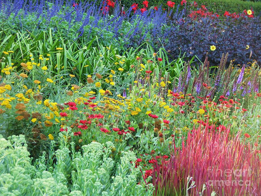 Rainbow Garden Photograph by Michele Penner