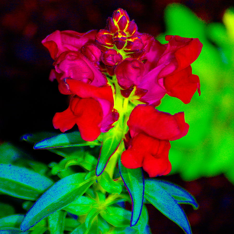 Rainbow Garden Plant Photograph by Ben Upham III